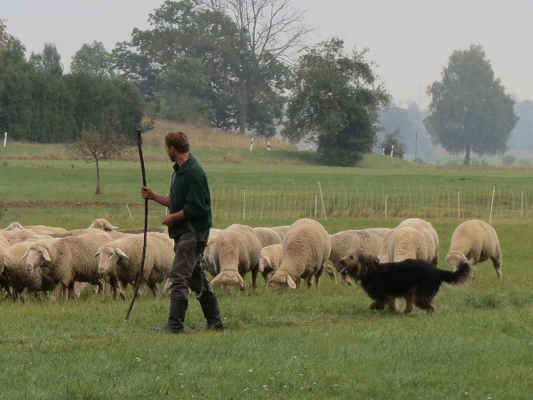 Kaja vom Wolfspfad (Strobel), ZTP 2012 Hürben, Foto: Susanne Lorch